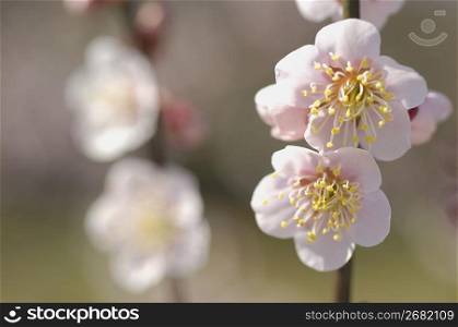 The Japanese apricot