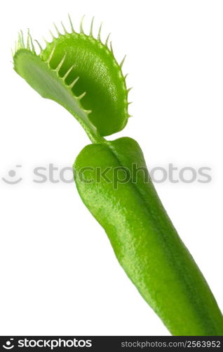 The jaws and stem of the Venus Flytrap.