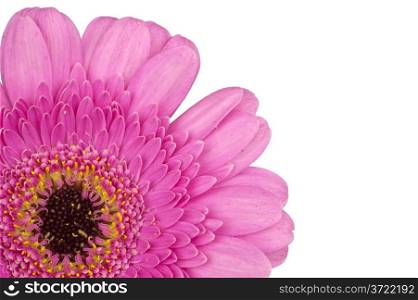 The kernel of a pink Gerbera in extreme macro closeup cornered and isolated in white