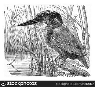 The kingfisher, vintage engraved illustration. From Deutch Vogel Teaching in Zoology.