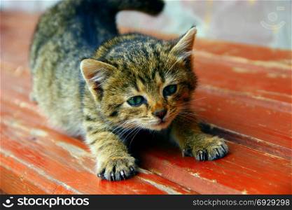 the kitten is stretching on a bench. the grey kitten is stretching on a bench