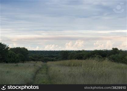 the kruger national park in south africa with trees sky and clouds