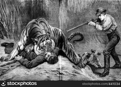 The lair of the tiger. The tiger jumped and jumped at the throat of his enemy, vintage engraved illustration. Journal des Voyage, Travel Journal, (1880-81).