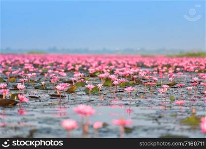 The lake river with red lotus lily field pink flower on the water nature landscape in the morning landmark in Udon Thani Thailand