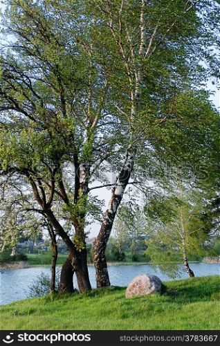 The lake shore, stone and trees of birch in the spring