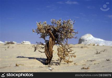 the Landscape and nature in the white desert near the village of Farafra in the lybian or western desert of Egypt in north africa. AFRICA EGYPT SAHARA FARAFRA WHITE DESERT