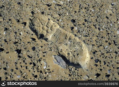 the Landscape and nature in the white desert near the village of Farafra in the lybian or western desert of Egypt in north africa. AFRICA EGYPT SAHARA FARAFRA WHITE DESERT