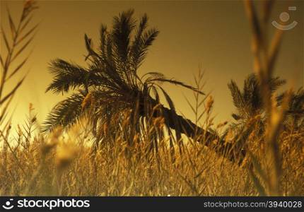 the Landscape and nature of the Oasis and village of Siwa in the lybian or western desert of Egypt in north africa. AFRICA EGYPT SAHARA SIWA OASIS
