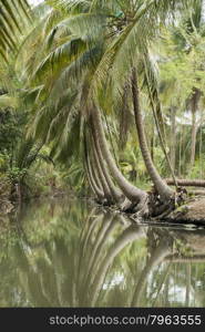 the landscape and rivers allround the Town of Tha Kha in the Province Samut Songkhram west of the city of Bangkok in Thailand in Southeastasia.. ASIA THAILAND SAMUT SONGKHRAM THA KHA LANDSCAPE