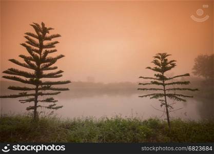 the landscape in the mornig fog in the province of Chiang Rai in North Thailand.. THAILAND CHIANG RAI LANDSCAPE MORNING FOG