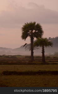 the landscape in the morning in a village near the city of Myeik in the south in Myanmar in Southeastasia.. ASIA MYANMAR BURMA MYEIK LANDSCAPE