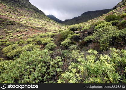 the Landscape near mountain Village of Fataga in the centre of the Canary Island of Spain in the Atlantic ocean.. EUROPE CANARY ISLAND GRAN CANARY