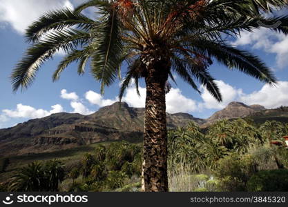 the Landscape near mountain Village of Fataga in the centre of the Canary Island of Spain in the Atlantic ocean.. EUROPE CANARY ISLAND GRAN CANARY