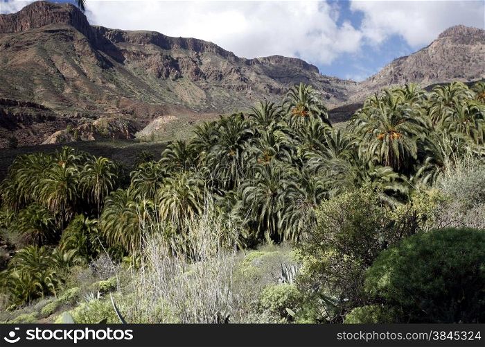 the Landscape near mountain Village of Fataga in the centre of the Canary Island of Spain in the Atlantic ocean.. EUROPE CANARY ISLAND GRAN CANARY