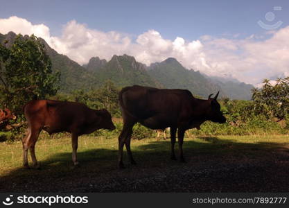 the Landscape near the Village of Kasi on the Nationalroad 13 on the way from Vang Vieng to Luang Prabang in Lao in southeastasia.. ASIA LAO VANG VIENG LUANG PRABANG