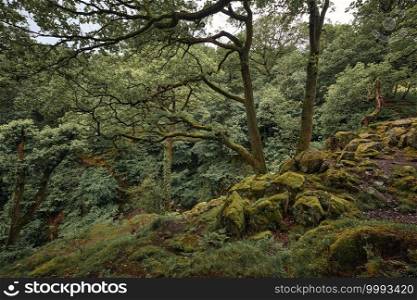 The landscape of forest near Ullswater in Lake district, United Kingdom