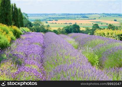 The landscape of lavender field in the sunny day, located in Yorkshire, UK
