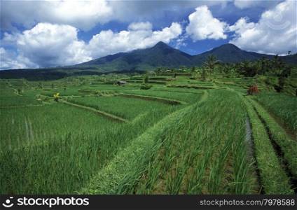 the landscape of the ricefields and rice terrace neat Tegallalang near Ubud of the island Bali in indonesia in southeastasia. ASIA INDONESIA BALI RICE TERRACE UBUD TEGALLALANG