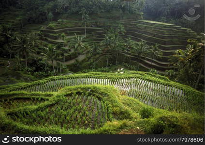 the landscape of the ricefields and rice terrace neat Tegallalang near Ubud of the island Bali in indonesia in southeastasia. ASIA INDONESIA BALI RICE TERRACE UBUD TEGALLALANG