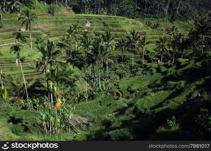 the landscape of the ricefields and rice terrace neat Tegallalang near Ubud of the island Bali in indonesia in southeastasia. ASIA INDONESIA BALI RICE TERRACE UBUD TEGALLALANG