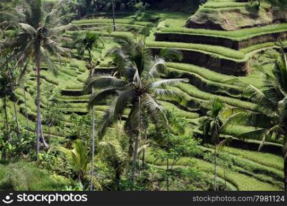 the landscape of the ricefields and rice terrace neat Tegallalang near Ubud of the island Bali in indonesia in southeastasia. ASIA INDONESIA BALI RICE TERRACE UBUD TEGALLALANG