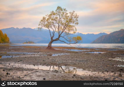 The landscape of Wanaka Tree, a famous willow tree in Lake Wanaka, New Zealand