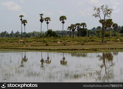 The Landscape with a ricefield near the City of Siem Riep in the west of Cambodia.. ASIA CAMBODIA SIEM RIEP LAKE TONLE SAP