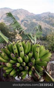 The Landscape with Bananas at the village of Moubisse in the south of East Timor in southeastasia.&#xA;
