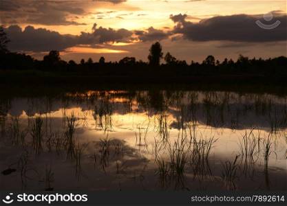the landscape with ricefields near the city of Amnat Charoen in the Provinz Amnat Charoen in the northwest of Ubon Ratchathani in the Region of Isan in Northeast Thailand in Thailand.&#xA;