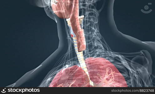 The larynx is an organ in the upper part of the neck that protects the trachea against breathing, sound production, and food aspiration. 3D illustration. The larynx is an organ located in the anterior neck.