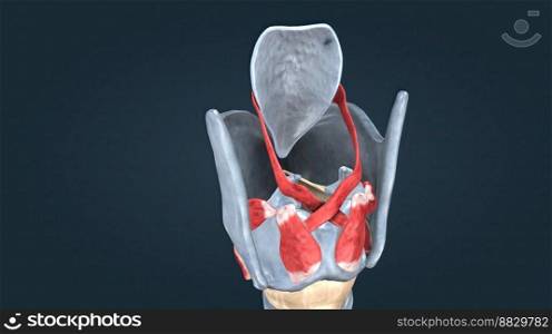 The larynx is an organ in the upper part of the neck that protects the trachea against breathing, sound production, and food aspiration. 3D illustration. The larynx is an organ located in the anterior neck.