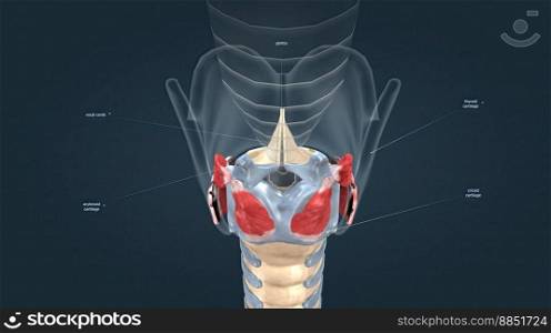 The larynx is an organ in the upper part of the neck that protects the trachea against breathing, sound production, and food aspiration. 3D illustration. The larynx is an organ located in the anterior neck.