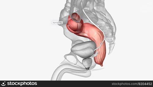 The last two sections of the large intestine, or colon, are the sigmoid colon and rectum. 3D rendering. The last two sections of the large intestine, or colon, are the sigmoid colon and rectum.