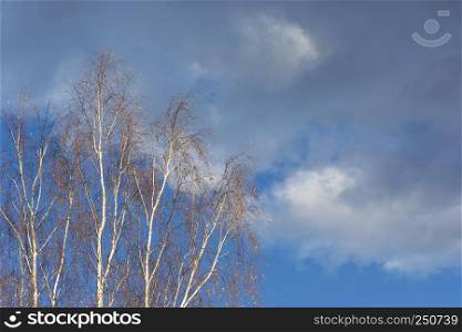 The last yellow leaves on thin branches of white-trunched birch against a cloudy sky.