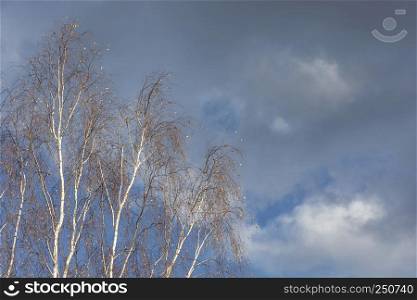 The last yellow leaves on thin branches of white-trunched birch against a cloudy sky.