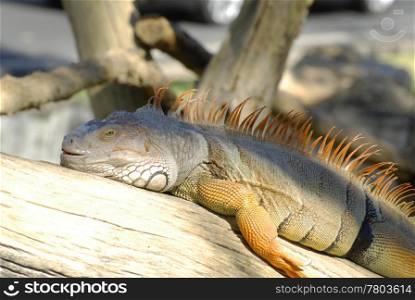 The lazy iguana lay on the tree