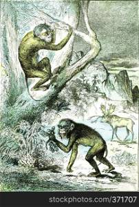 The leaf monkeys in the Miocene period, vintage engraved illustration. From Natural Creation and Living Beings. 