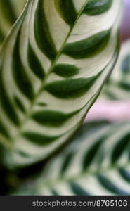 The leaf of the domestic plant ctenantha close-up.. Leaf of a plant with striped leaves close-up