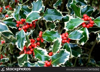 The leaves and berries of a variegated holly bush