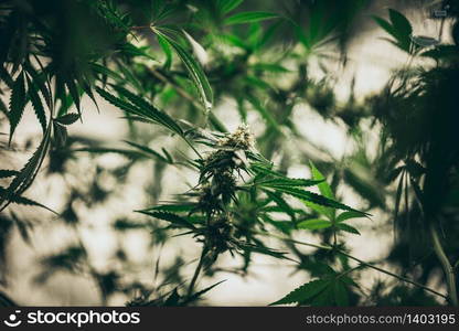 The leaves and flowers of the cannabis, hemp weed in laboratory