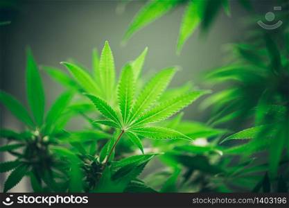 The leaves and flowers of the cannabis, hemp weed in laboratory