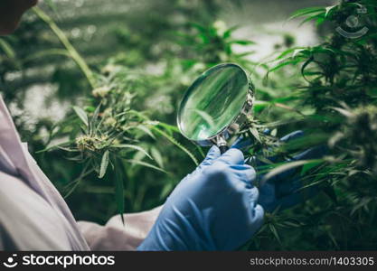 The leaves and flowers of the cannabis, hemp weed in laboratory