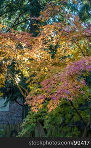 The leaves have turned on this Japanese Maple in a backyard somewhere in the Pacific Northwest.