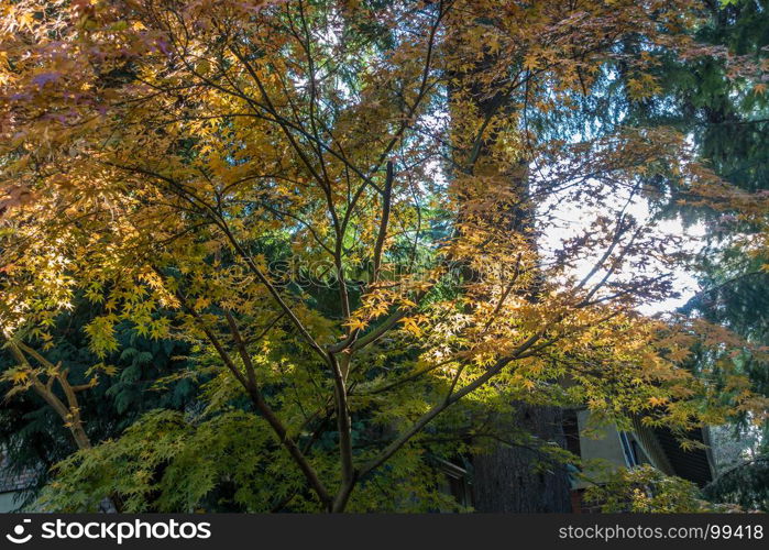 The leaves have turned on this Japanese Maple in a backyard somewhere in the Pacific Northwest.