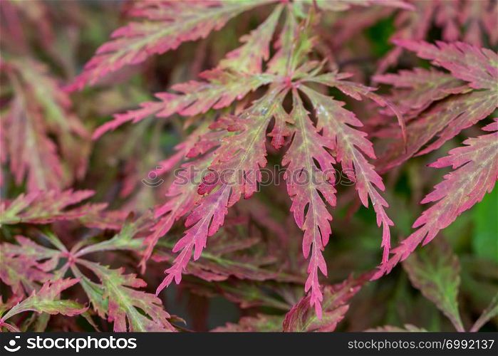 The leaves of a Japanese Maple plant