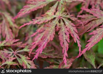 The leaves of a Japanese Maple plant