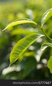 The leaves of a tea plant up close in a tea plantation in Tanzania.