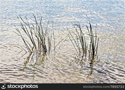 The leaves of reeds in the water of a lake or river