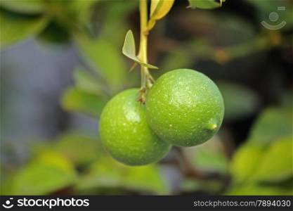 The lemon, Citrus ? limon, C. limon is a small evergreen tree native to Asia. The tree&rsquo;s ellipsoidal yellow fruit is used for culinary and non-culinary purposes throughout the world, primarily for its juice