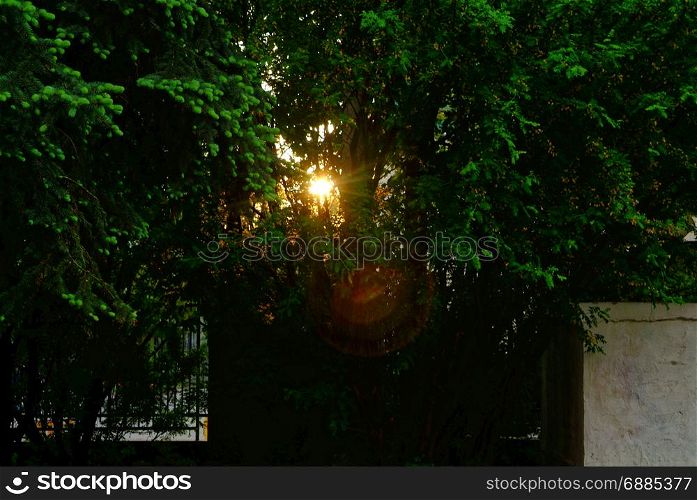 the light of the sun in the evening through the branches of acacia, Moscow
